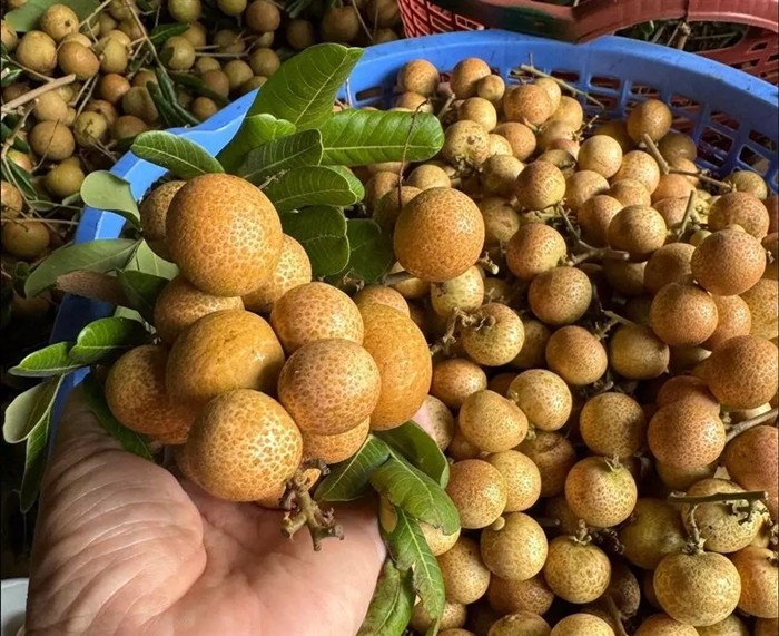 3 loai nhan doc la gia cao ngat nguong van “chay hang“