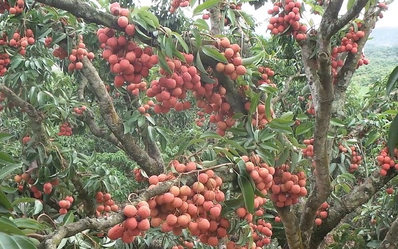 Sung so loat cay “vo ke hoach” sieu doc cua nong dan Viet-Hinh-9