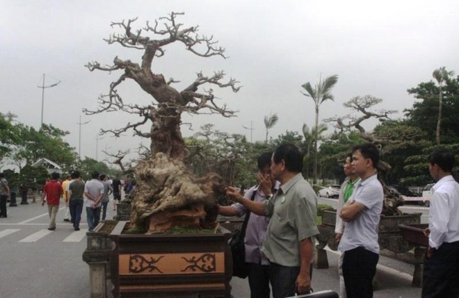 Bat ngo cay canh nhin nhu cui kho van co gia bac ty-Hinh-5