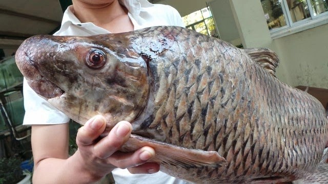 Loai ca tien vua khien dai gia san sang “moc vi” de thuong thuc-Hinh-7