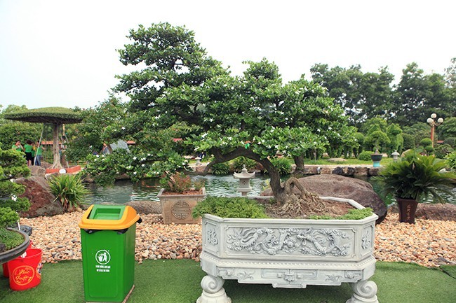 Muc so thi vuon bonsai cuc pham cua dai gia Thai Nguyen-Hinh-5