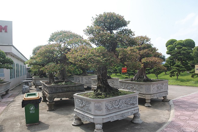 Muc so thi vuon bonsai cuc pham cua dai gia Thai Nguyen-Hinh-6