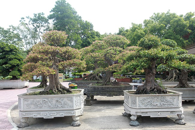 Muc so thi vuon bonsai cuc pham cua dai gia Thai Nguyen-Hinh-7