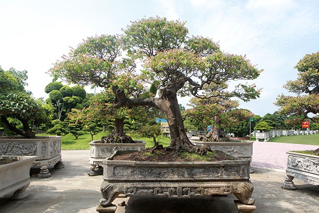 Muc so thi vuon bonsai cuc pham cua dai gia Thai Nguyen-Hinh-8