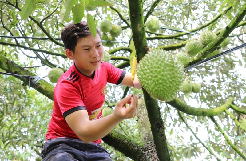 Tan muc nghe go sau rieng kiem tram trieu moi thang-Hinh-7