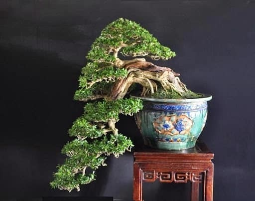 Chiem nguong loat bonsai dang huyen dep den say long-Hinh-2