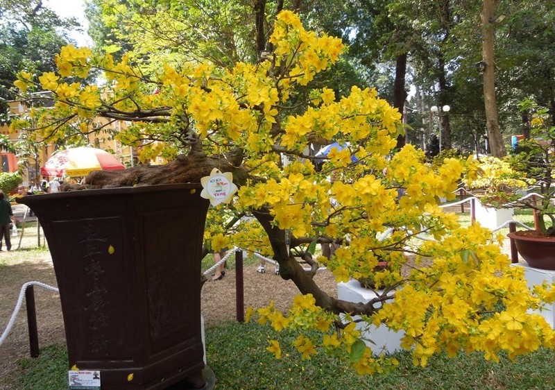 Chiem nguong loat bonsai dang huyen dep den say long-Hinh-5