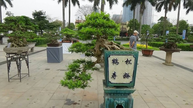 Chiem nguong loat bonsai dang huyen dep den say long-Hinh-6