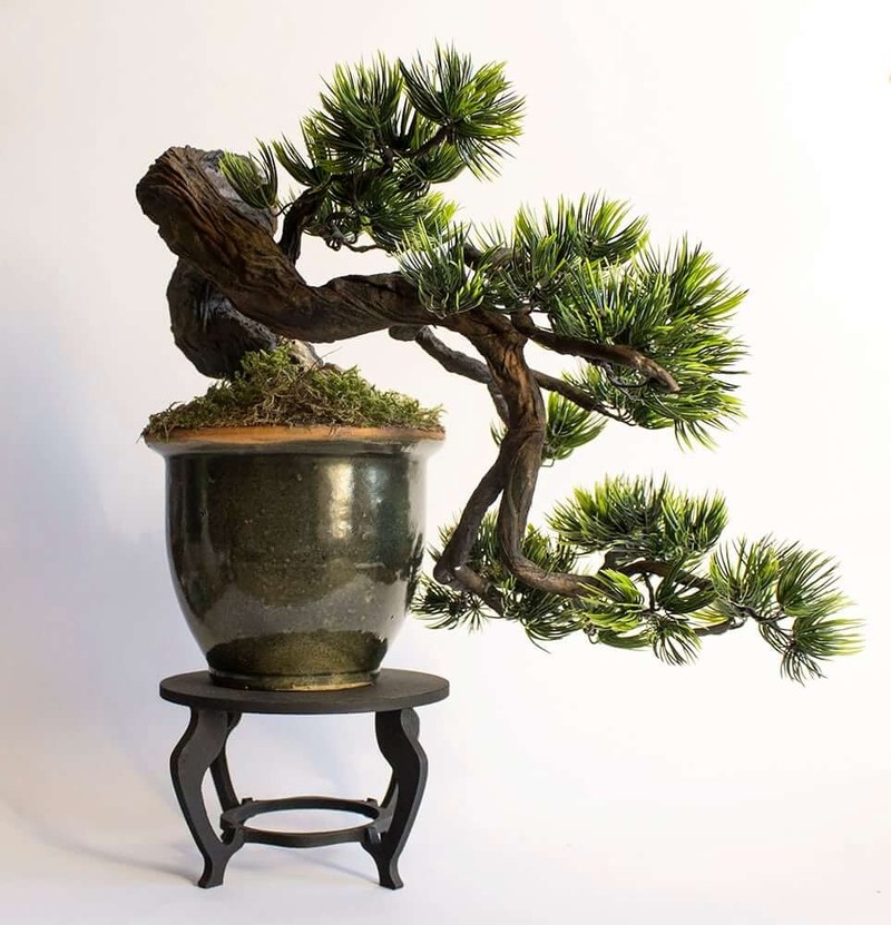 Chiem nguong loat bonsai dang huyen dep den say long