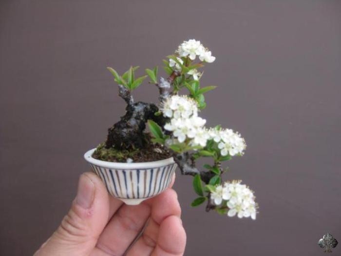 Me man nhung kiet tac bonsai “trong long ban tay”-Hinh-7