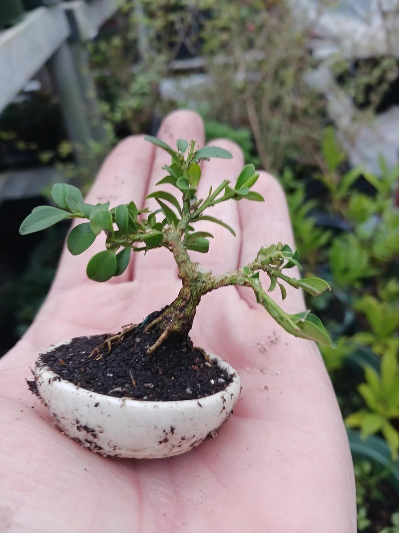 Me man nhung kiet tac bonsai “trong long ban tay”-Hinh-8