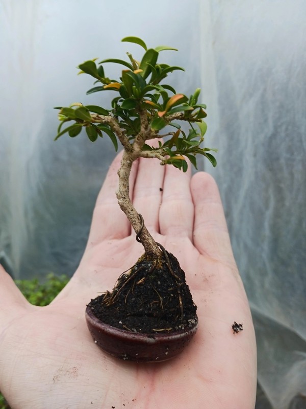 Me man nhung kiet tac bonsai “trong long ban tay”-Hinh-9