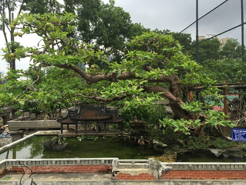 Ngam oi bonsai moc nguoc dai gia tra gan 1 ty chu khong ban-Hinh-10