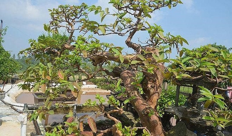 Ngam oi bonsai moc nguoc dai gia tra gan 1 ty chu khong ban-Hinh-11