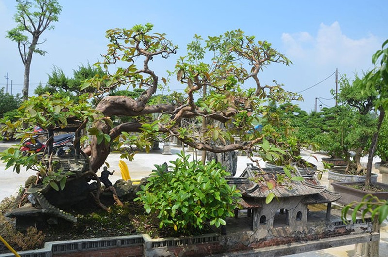 Ngam oi bonsai moc nguoc dai gia tra gan 1 ty chu khong ban-Hinh-12