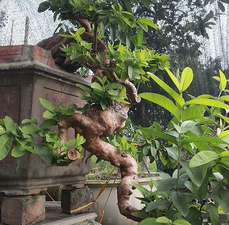 Ngam oi bonsai moc nguoc dai gia tra gan 1 ty chu khong ban-Hinh-3