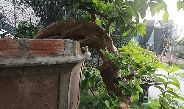 Ngam oi bonsai moc nguoc dai gia tra gan 1 ty chu khong ban-Hinh-4