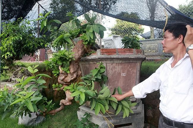 Ngam oi bonsai moc nguoc dai gia tra gan 1 ty chu khong ban-Hinh-7