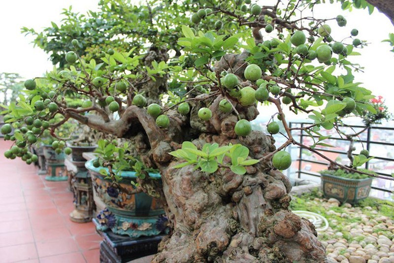 Ngam oi bonsai moc nguoc dai gia tra gan 1 ty chu khong ban-Hinh-9