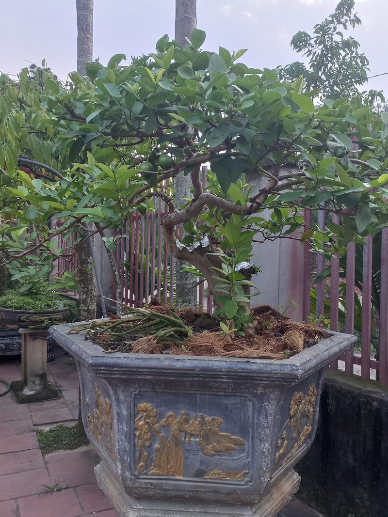 Ngam oi bonsai moc nguoc dai gia tra gan 1 ty chu khong ban