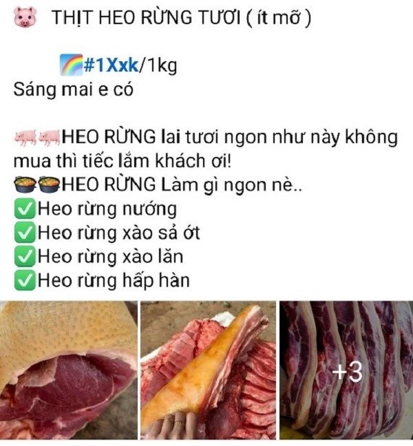 Thit heo rung “nhai” ban tran lan cho mang