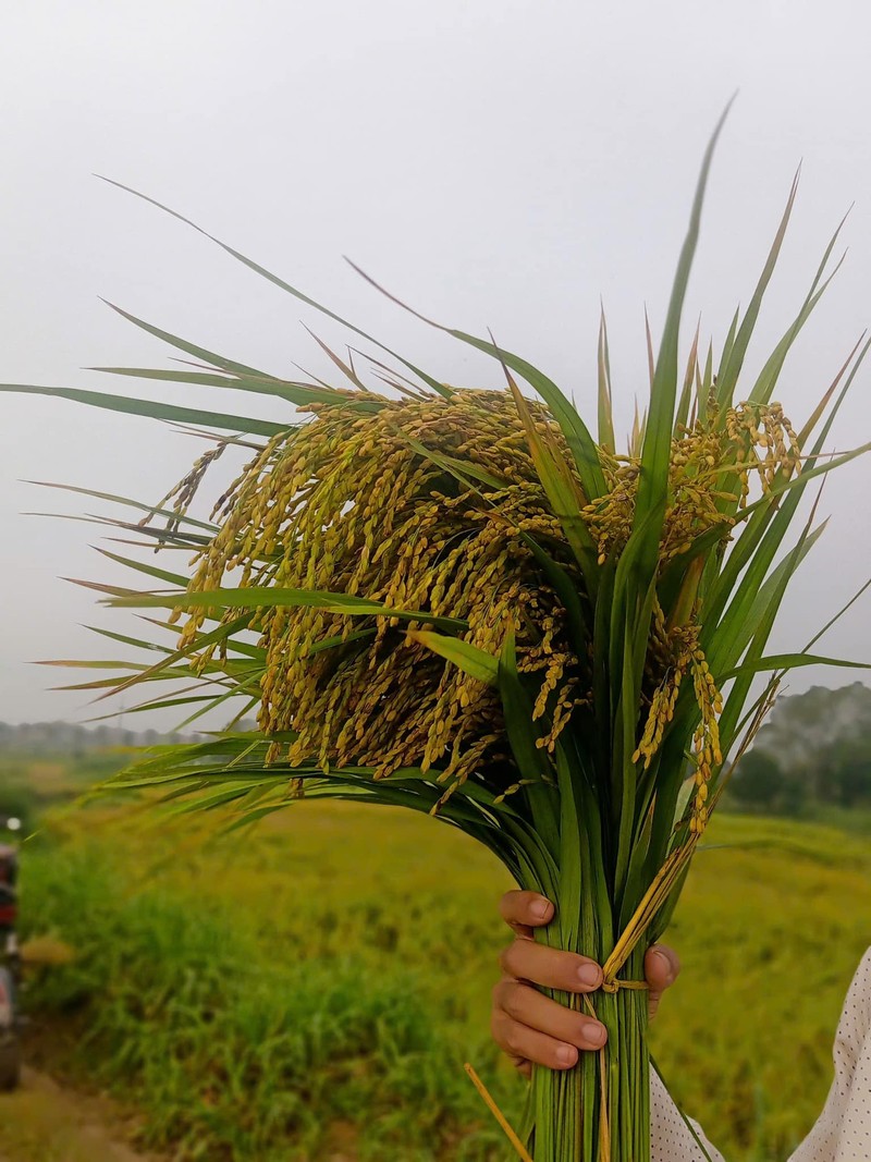 Chan canh qua, chi em dua nhau mua lua nep cam binh-Hinh-2