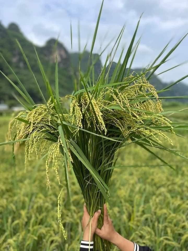 Chan canh qua, chi em dua nhau mua lua nep cam binh-Hinh-3