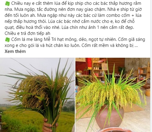 Chan canh qua, chi em dua nhau mua lua nep cam binh