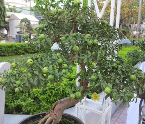 10 cay an qua len chau thanh bonsai “dep say long”-Hinh-3