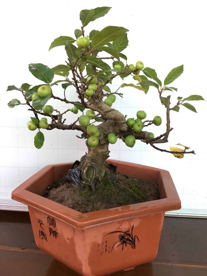 10 cay an qua len chau thanh bonsai “dep say long”-Hinh-8