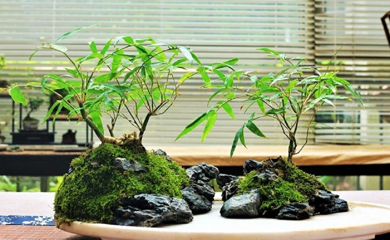 Chiem nguong loat bonsai rau gia vi dep den say long-Hinh-8