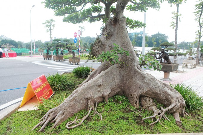 Sung so cay sung tram tuoi gia 10 ty cua dai gia Ha Noi-Hinh-4