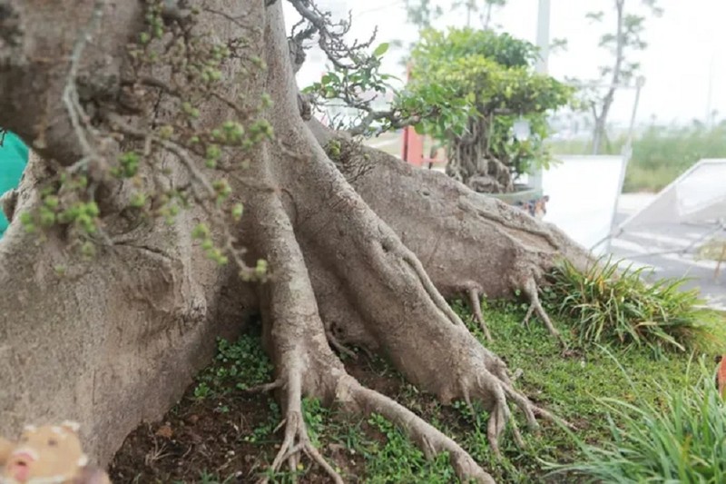 Sung so cay sung tram tuoi gia 10 ty cua dai gia Ha Noi-Hinh-6