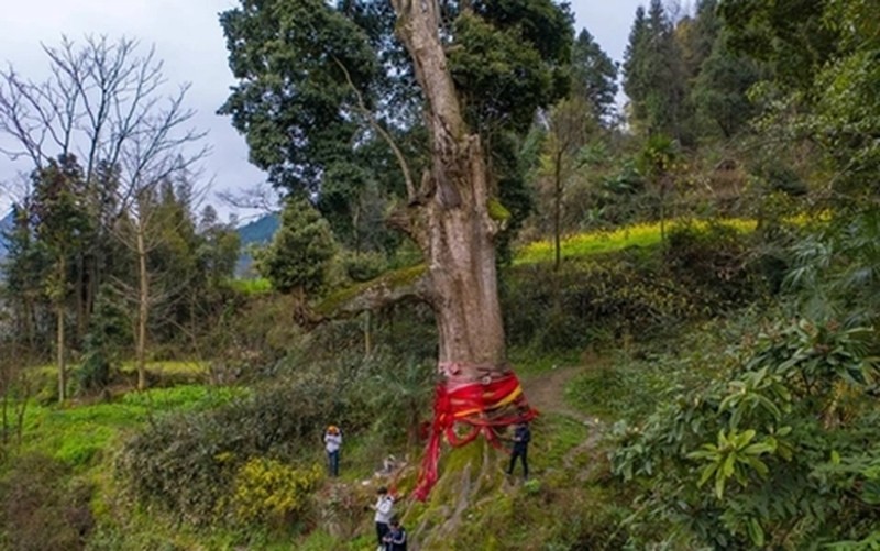 Cận cảnh loại gỗ quý hơn vàng, giá bằng vài căn “biệt phủ“ - Hình 3 Can canh loai go quy hon vang, gia bang vai can “biet phu“-Hinh-3