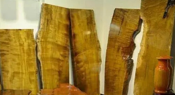 Cận cảnh loại gỗ quý hơn vàng, giá bằng vài căn “biệt phủ“ - Hình 7 Can canh loai go quy hon vang, gia bang vai can “biet phu“-Hinh-7