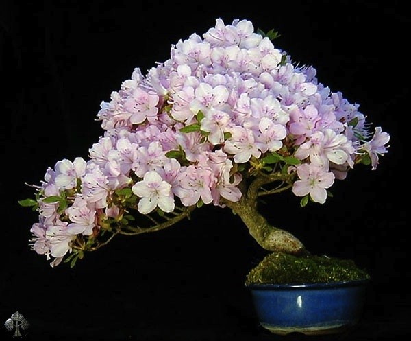 10 tác phẩm bonsai độc đáo và đẹp nhất hành tinh - Hình 4 10 tac pham bonsai doc dao va dep nhat hanh tinh-Hinh-4