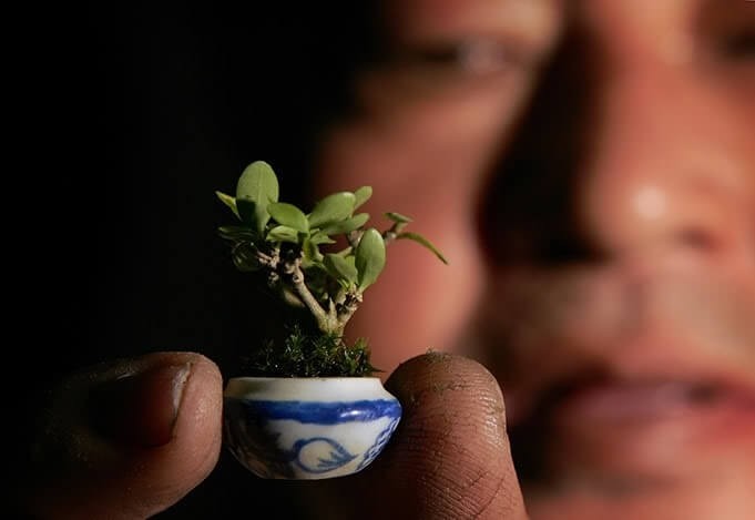 10 tác phẩm bonsai độc đáo và đẹp nhất hành tinh - Hình 10 10 tac pham bonsai doc dao va dep nhat hanh tinh-Hinh-10