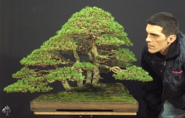 10 tác phẩm bonsai độc đáo và đẹp nhất hành tinh - Hình 3 10 tac pham bonsai doc dao va dep nhat hanh tinh-Hinh-3