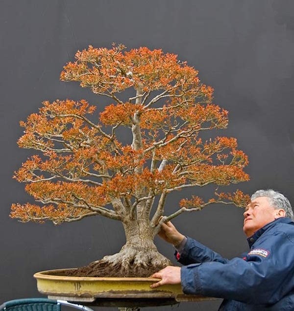 10 tác phẩm bonsai độc đáo và đẹp nhất hành tinh - Hình 5 10 tac pham bonsai doc dao va dep nhat hanh tinh-Hinh-5
