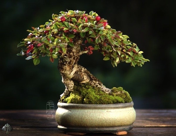 10 tác phẩm bonsai độc đáo và đẹp nhất hành tinh - Hình 6 10 tac pham bonsai doc dao va dep nhat hanh tinh-Hinh-6