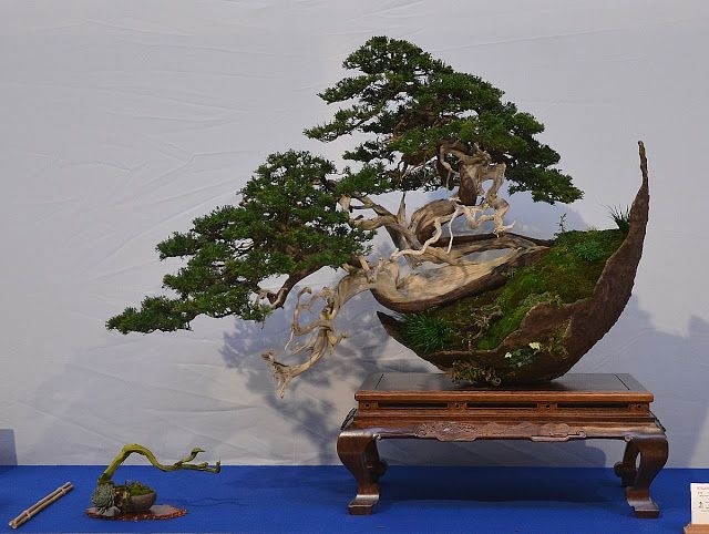 10 tác phẩm bonsai độc đáo và đẹp nhất hành tinh - Hình 8 10 tac pham bonsai doc dao va dep nhat hanh tinh-Hinh-8