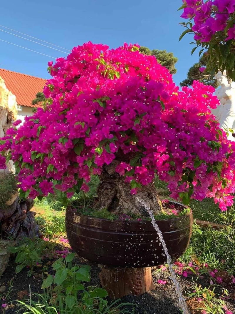 Bat ngo cay dai len doi thanh bonsai la, co chau 600 trieu dong-Hinh-2