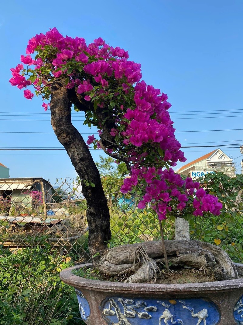 Bat ngo cay dai len doi thanh bonsai la, co chau 600 trieu dong-Hinh-3