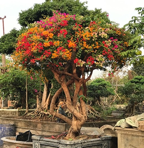 Bat ngo cay dai len doi thanh bonsai la, co chau 600 trieu dong-Hinh-4