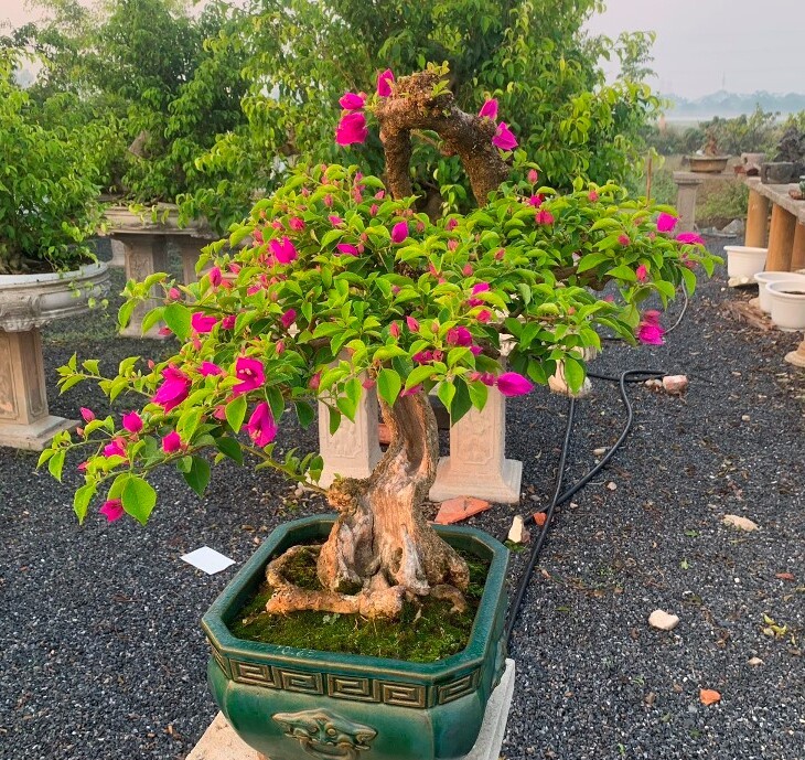 Bat ngo cay dai len doi thanh bonsai la, co chau 600 trieu dong-Hinh-6