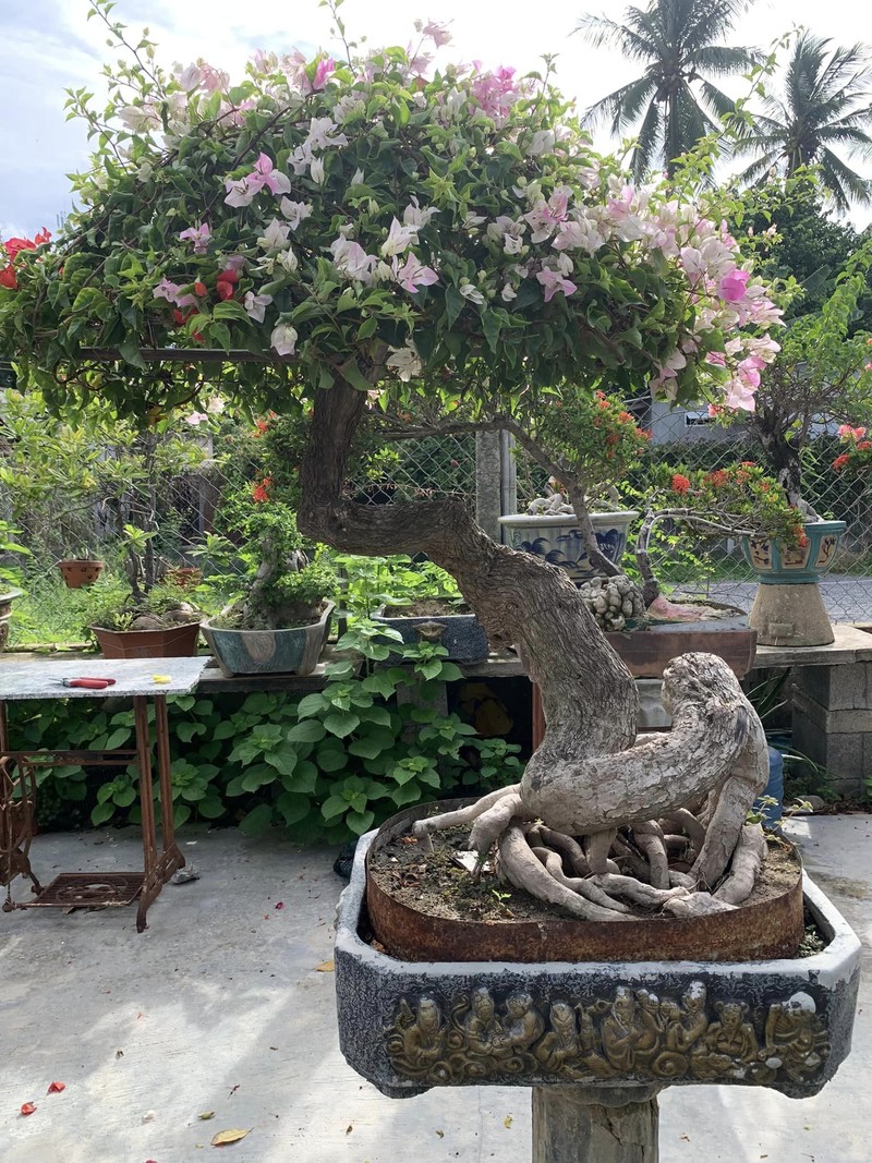 Bat ngo cay dai len doi thanh bonsai la, co chau 600 trieu dong-Hinh-7