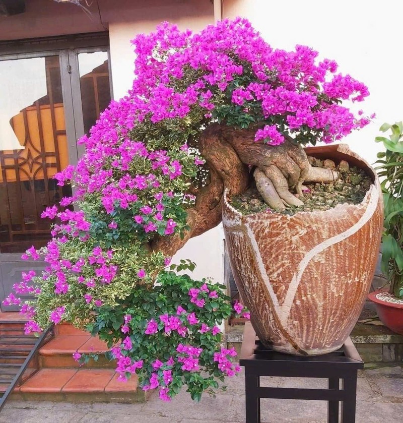 Bat ngo cay dai len doi thanh bonsai la, co chau 600 trieu dong