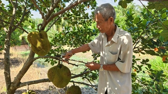 Bat mi loai cay “quy nhu vang” giup lao nong kiem tien ty-Hinh-2