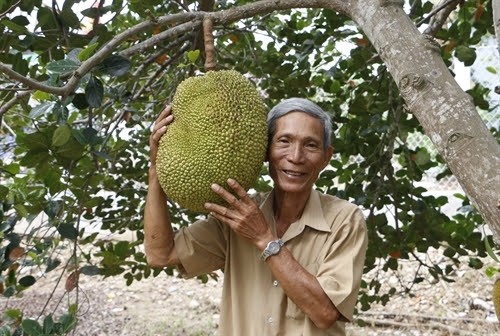 Bat mi loai cay “quy nhu vang” giup lao nong kiem tien ty-Hinh-5