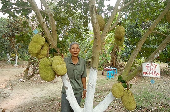 Bat mi loai cay “quy nhu vang” giup lao nong kiem tien ty-Hinh-6